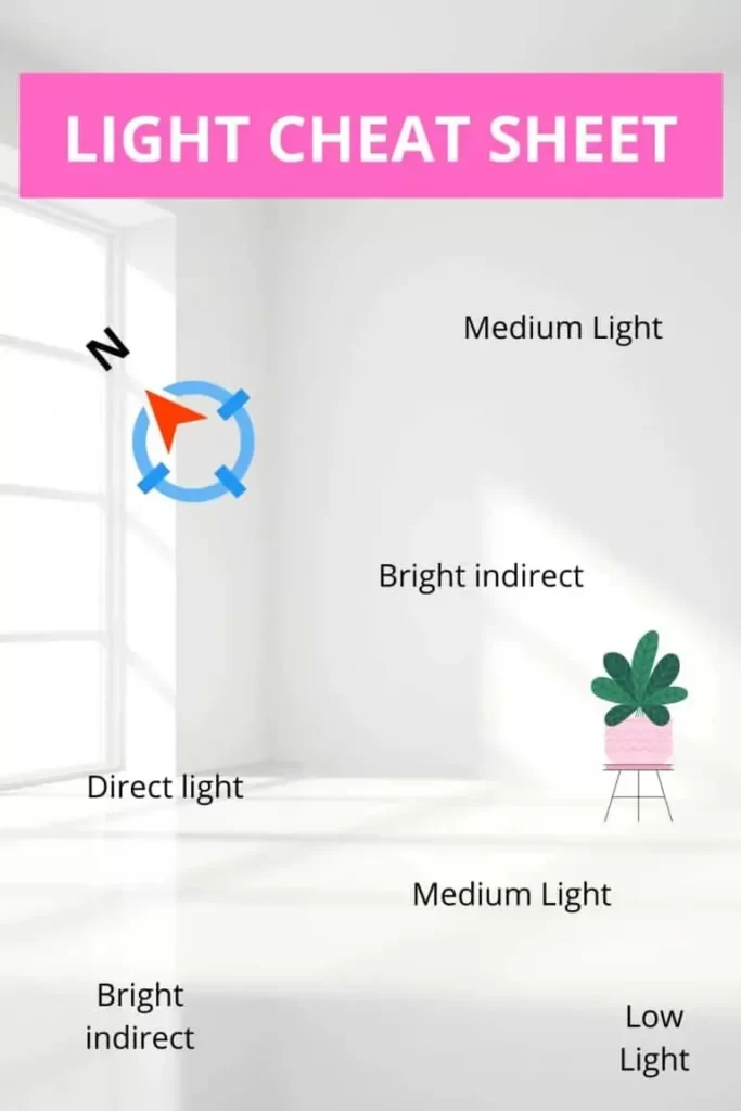 minh họa về các loại ánh sáng cho cây trong nhà