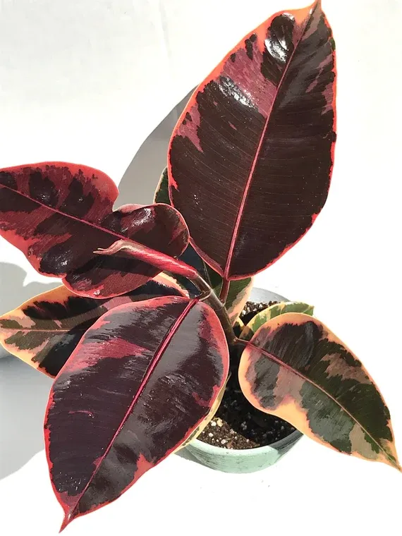 Ficus Elastica Ruby
