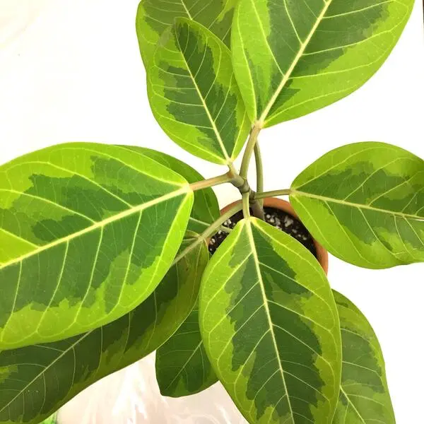 Ficus benghalensis Variegata 1
